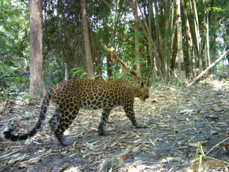 , เปิดภาพเสือ 5 ชนิด ในป่าตะวันตกพื้นที่กาญจนบุรี