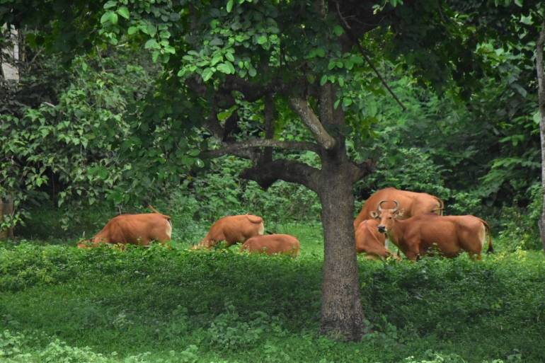 , จับตา!  &#8220;วัวแดง 4 ตัว&#8221; ป่ากุยบุรี สงสัยรอยโรคลัมปี สกิน