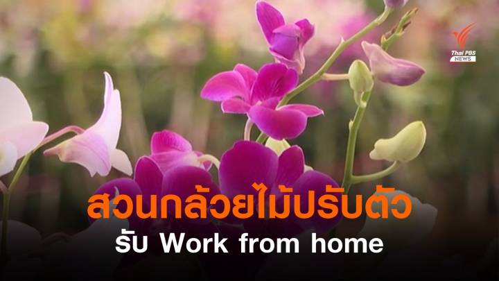 สวนกล้วยไม้ปรับตัวรับ Work from home