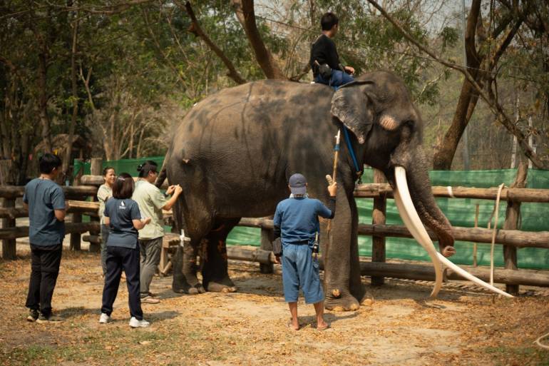 พลายศักดิ์สุรินทร์ (ภาพจากศูนย์อนุรักษ์ช้างไทย จ.ลำปาง)