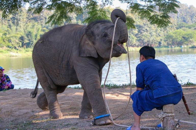 ลูกช้างมีนา (ภาพจากศูนย์อนุรักษ์ช้างไทย จ.ลำปาง)