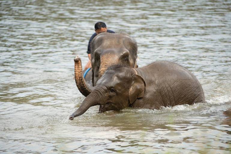 ลูกช้างมีนา (ภาพจากศูนย์อนุรักษ์ช้างไทย จ.ลำปาง)