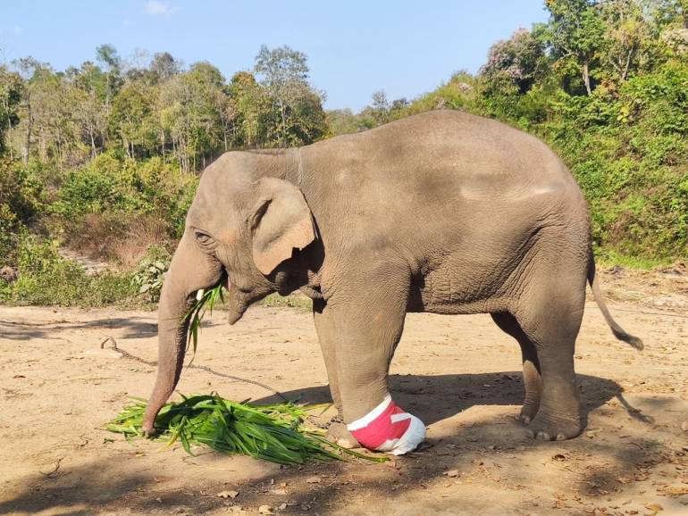 พลายขุนเดช (ภาพจากศูนย์อนุรักษ์ช้างไทย จ.ลำปาง)