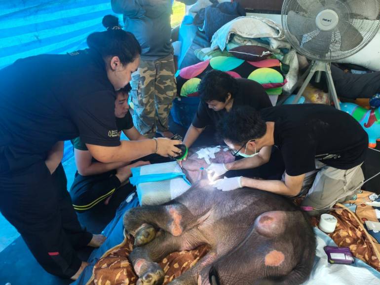 ภาพ : กรมอุทยานฯ 