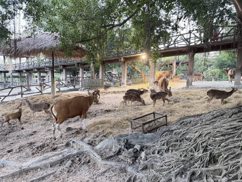 ที่มา : สวนสัตว์เชียงใหม่ Chiang Mai Zoo