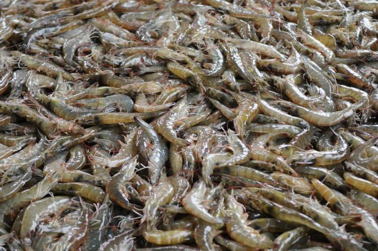 กุ้งขาว