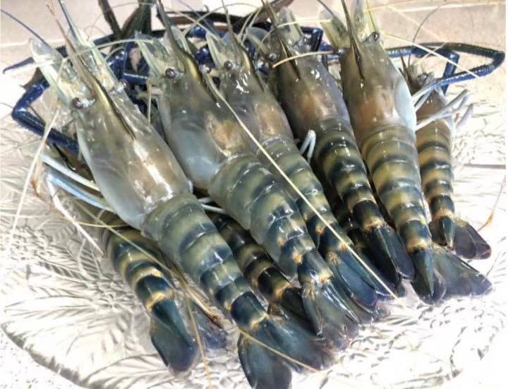 กุ้งก้ามกราม