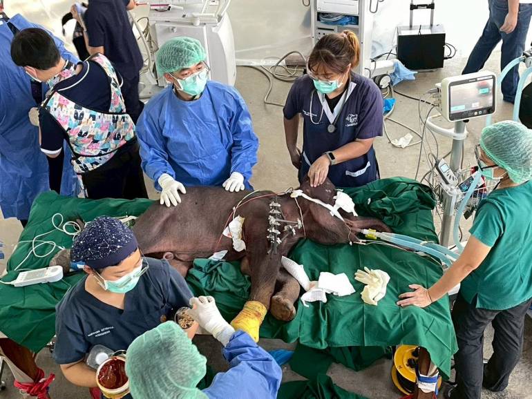 ภาพ : โรงพยาบาลช้าง ศูนย์อนุรักษ์ช้างไทย