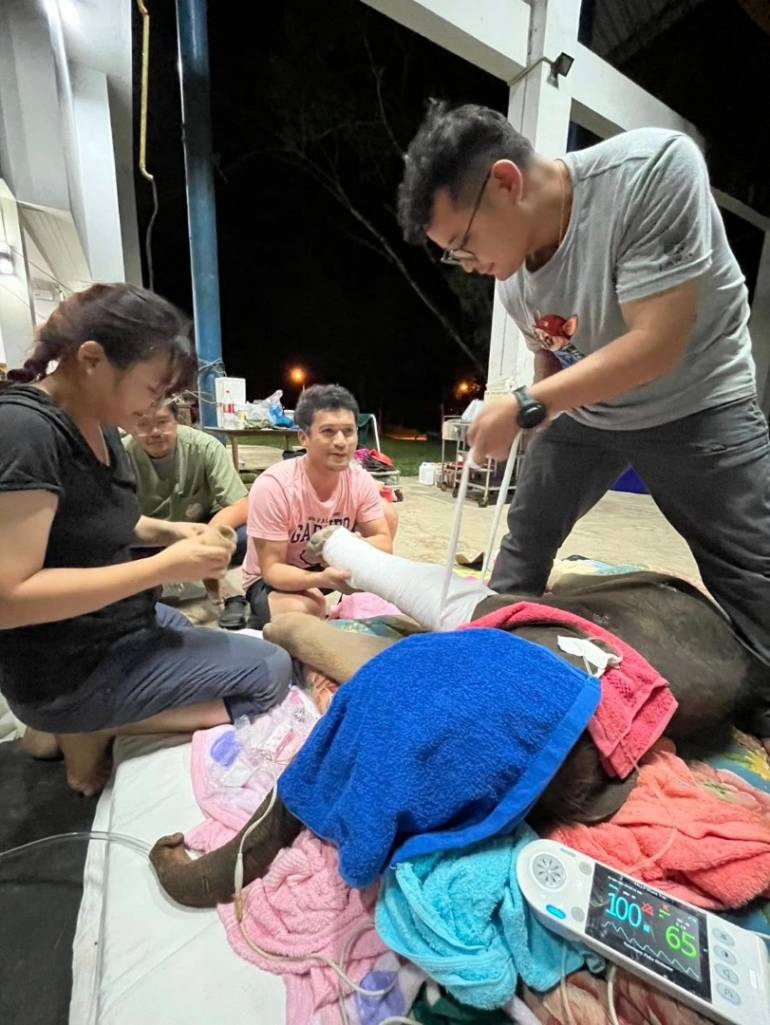 ที่มา : โรงพยาบาลช้าง ศูนย์อนุรักษ์ช้างไทย Elephant Hospital, TECC
