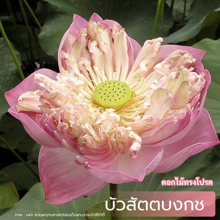 สัตตบงกช - สำนักบริหารพื้นที่อนุรักษ์ที่ 11 (พิษณุโลก)