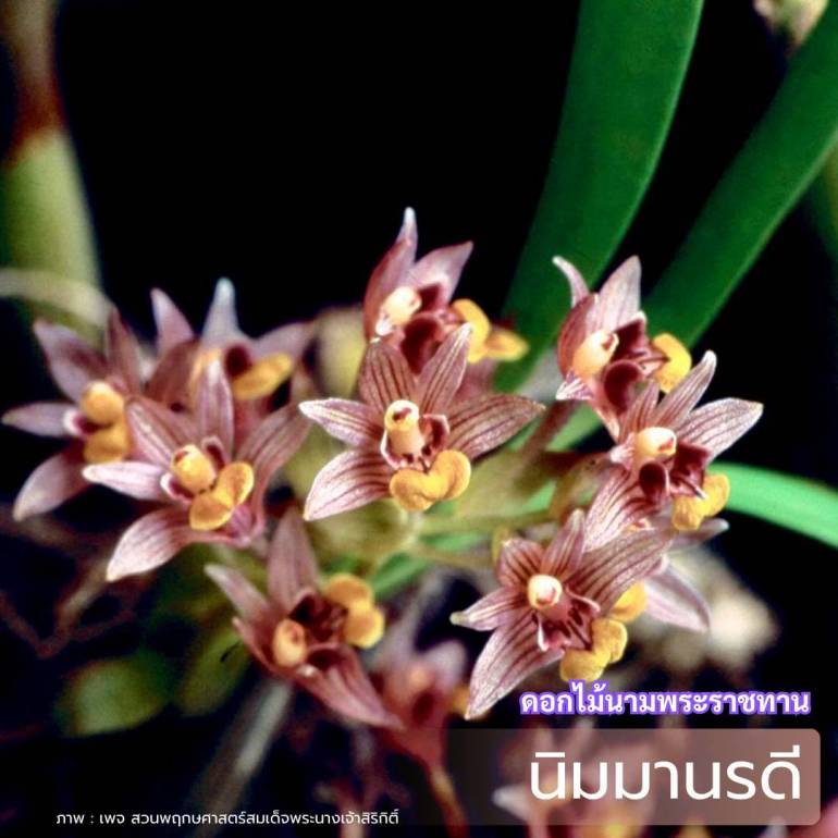 นิมมานรดี - สำนักบริหารพื้นที่อนุรักษ์ที่ 11 (พิษณุโลก)