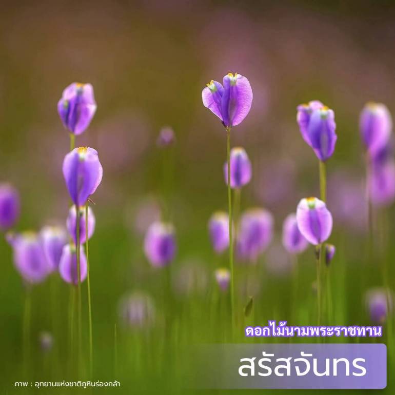 สรัสจันทร-สำนักบริหารพื้นที่อนุรักษ์ที่ 11 (พิษณุโลก)