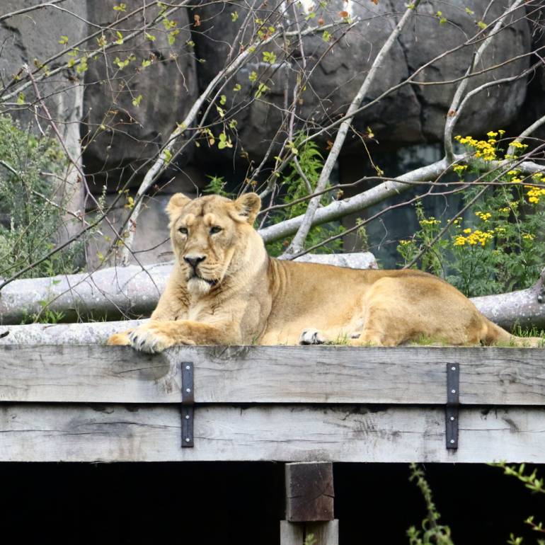 ที่มา : Aalborg Zoo