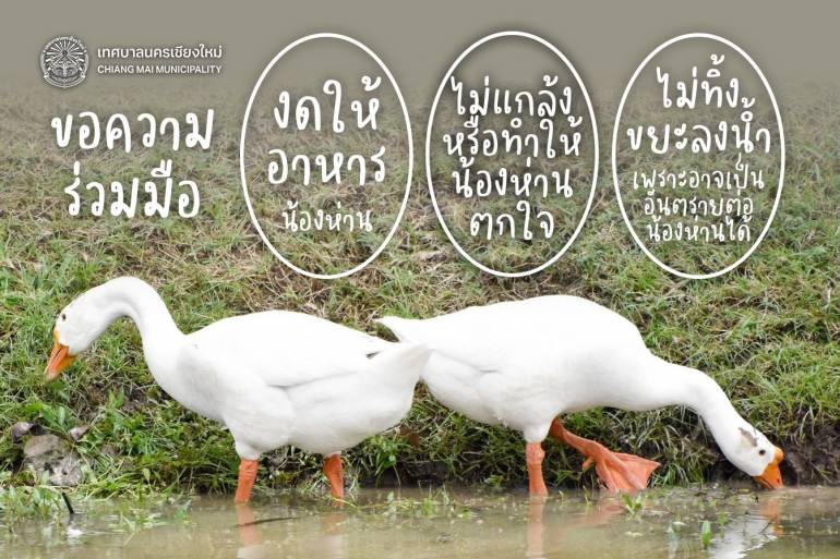 ที่มา : เทศบาลนครเชียงใหม่