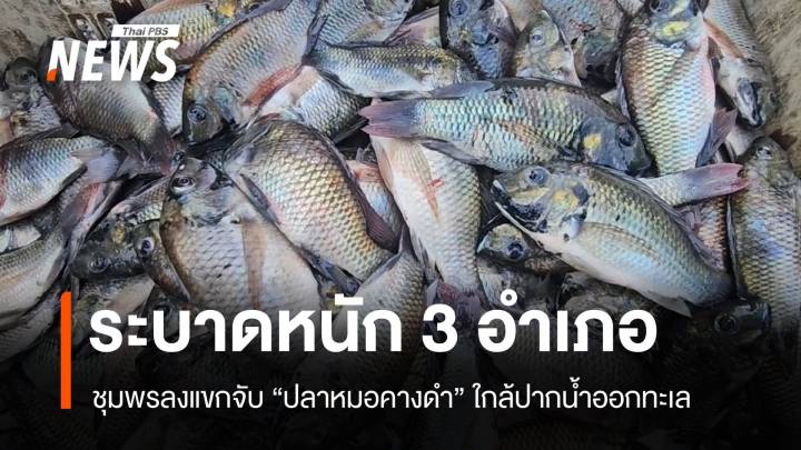 ชุมพรลงแขกจับ "ปลาหมอคางดำ" ระบาดหนัก 3 อำเภอ