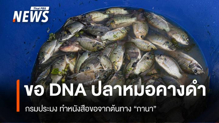 กรมประมง ขอ DNA "ปลาหมอคางดำ" จากต้นทาง "กานา"