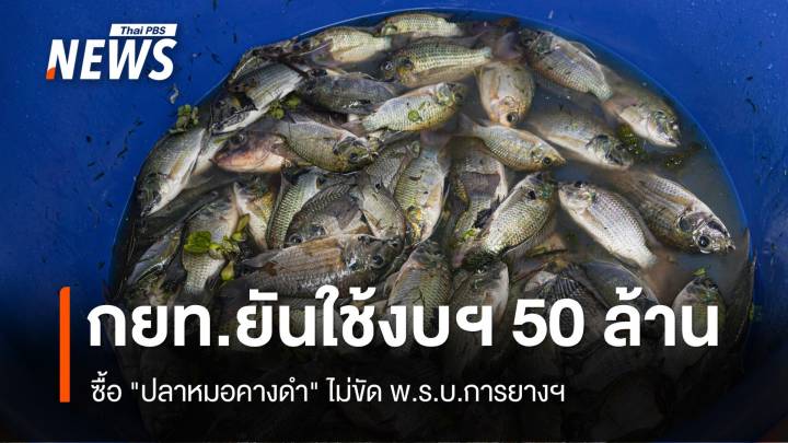 กยท.ยันใช้ 50 ล้านซื้อ "ปลาหมอคางดำ" ไม่ขัด พ.ร.บ.การยางฯ