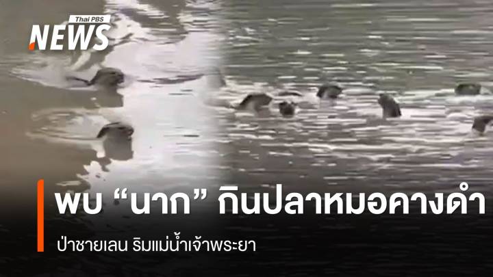 "ฝูงนาก" โผล่กิน "ปลาหมอคางดำ" ป่าชายเลนริมเจ้าพระยา