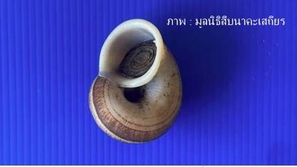 ภาพ : หอยหอม