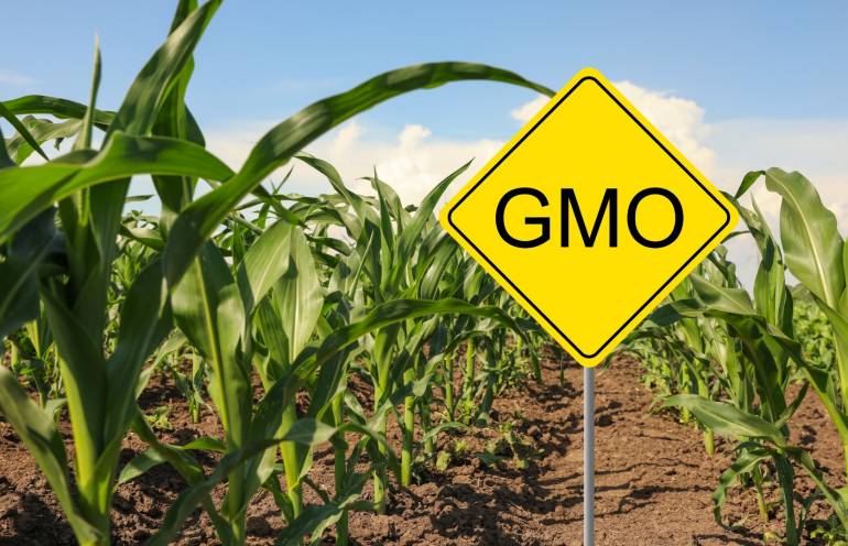 จีนผลิตและวิจัยข้าวโพด GMO 