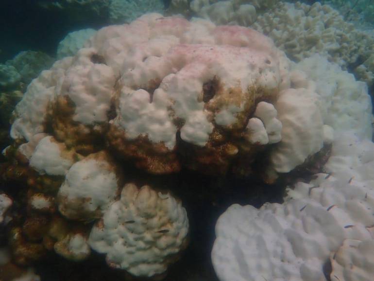 สถานการณ์ปะการังฟอกขาว ต้องประกาศปิดท่องเที่ยวดำน้ำของหมู่เกาะพีพี เริ่ม 30 มิ.ย.นี้ (ภาพ:อุทยานแห่งชาติหาดนพรัตน์ธารา-หมู่เกาะพีพี )