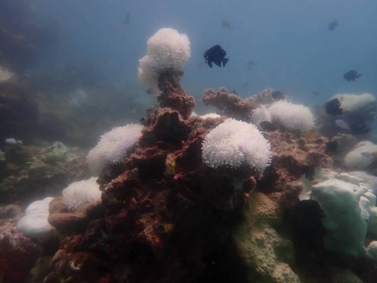 ปะการังฟอกขาว ที่อ่าวท่องเที่ยวดำน้ำของหมู่เกาะพีพี (ภาพ:อุทยานแห่งชาติหาดนพรัตน์ธารา-หมู่เกาะพีพี )