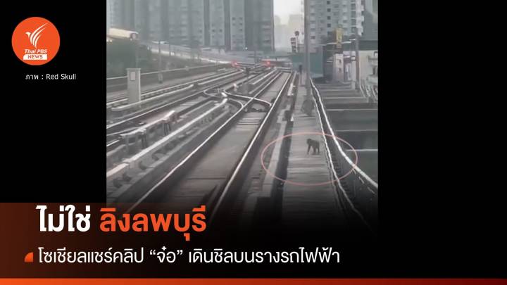 ไม่ใช่ลิงลพบุรี! เดินชิลบนรางรถไฟฟ้าแถวสถานีบางหว้า