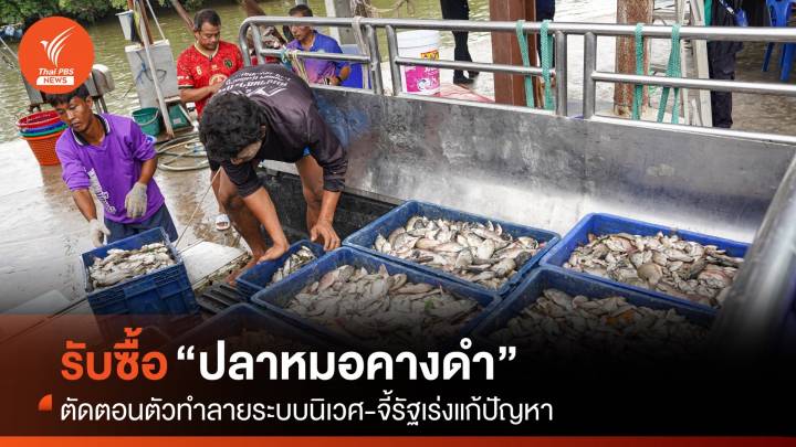 รับซื้อ “ปลาหมอคางดำ” ตัดตอนตัวทำลายระบบนิเวศ จี้รัฐเร่งแก้ปัญหา