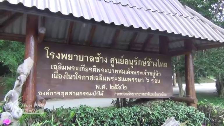 ศูนย์อนุรักษ์ช้างไทย จ.ลำปาง ขณะนี้พบช้างพังอายุ 4 ปี ติดเชื้อไวรัสเฮอร์ปีส์ ซึ่งทำลายระบบเลือด ทีมสัตวแพทย์เร่งให้การรักษาและดูแลอย่างใกล้ชิด