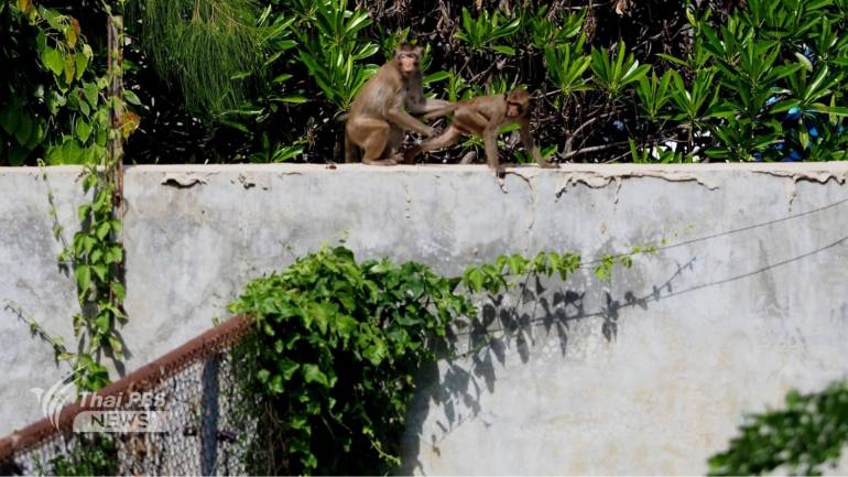 ลิงแหกกรง สวนลิงโพธิ์เก้าต้น จนท.เร่งจับ ตรวจสอบกรงพบรอยโหว่ 3 จุด เนื่องจากเป็นรอยเชื่อมเก่าไม่แข็งแรง เตรียมซ่อมแซมโดยวันนี้ จะยังไม่นำลิงที่จับได้ใหม่เข้ากรง 