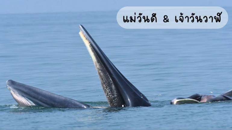 แม่วันดี วาฬบรูด้าหากินในทะเลอ่าวไทย (กรมทรัพยากรทางทะเลและชายฝั่ง) 