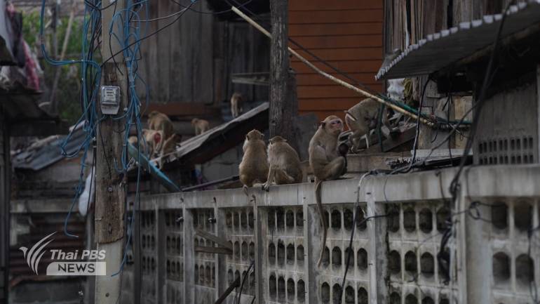 สภาพลิงที่อาศัยอยู่ในตึก และ อาคารต่าง ๆ ในเขตเทศบาลเมืองลพบุรี 