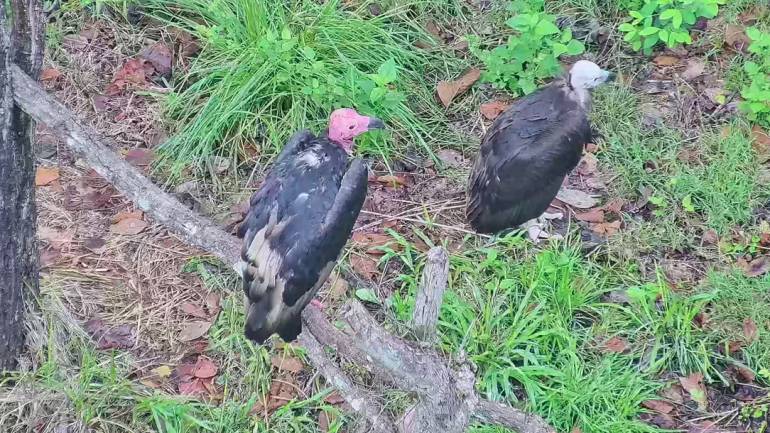 พ่อป๊อก แม่มิง ในป่าซับฟ้าผ่า ห้วยขาแข้ง (ภาพ : เพจพญาแร้งคืนถิ่น Thailand Red-headed Vulture Project)