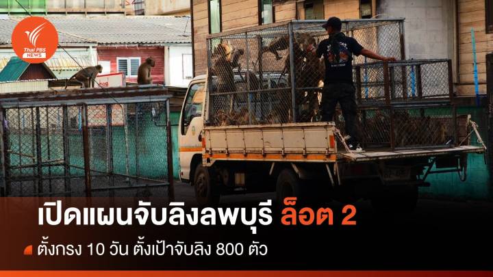 เปิดแผนจับลิงลพบุรี ล็อต 2 ตั้งเป้าจับลิง 800 ตัว ใน 10 วัน 