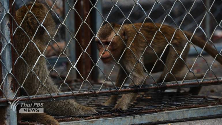 เปิดแผนจับลิงเมืองลพบุรี เข้าสวนลิงโพธิ์เก้าต้น ล็อต 2 วันที่ 5-15 มิ.ย.67 ตังเป้า 10 วัน 800 ตัว วันแรกจับได้ 127 ตัว  
