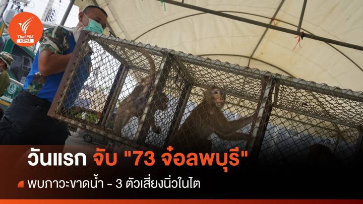 วันแรก จับ "73 จ๋อลพบุรี" พบภาวะขาดน้ำ - 3 ตัวเสี่ยงนิ่วในไต