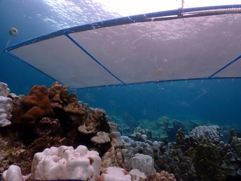 ทช.ทดลองติดตั้งสแลนลดแสง (Shading) บริเวณแนวปะการังเกาะกา อ.เหนือคลอง จ.กระบี่ จำนวน 5 แปลงกับปะการัง 3 รูปแบบ 