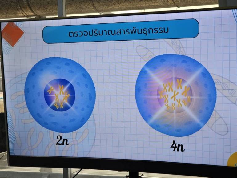 ตรวจจำนวนชุดโครโมโซมด้วยเครื่อง flow cytometer พบรูปแบบที่มีการแสดงผลเป็นโครโมโซม 4n จำนวน 20 กลุ่มตัวอย่าง