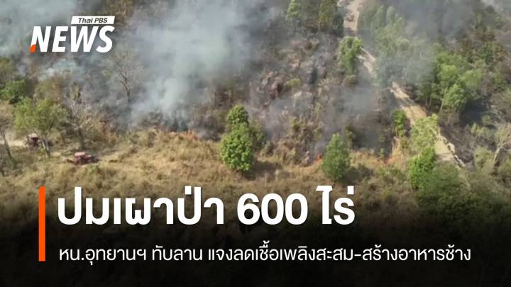 หน.อุทยานฯ ทับลาน แจงเผาป่า 600 ไร่ สร้างแหล่งอาหารช้าง