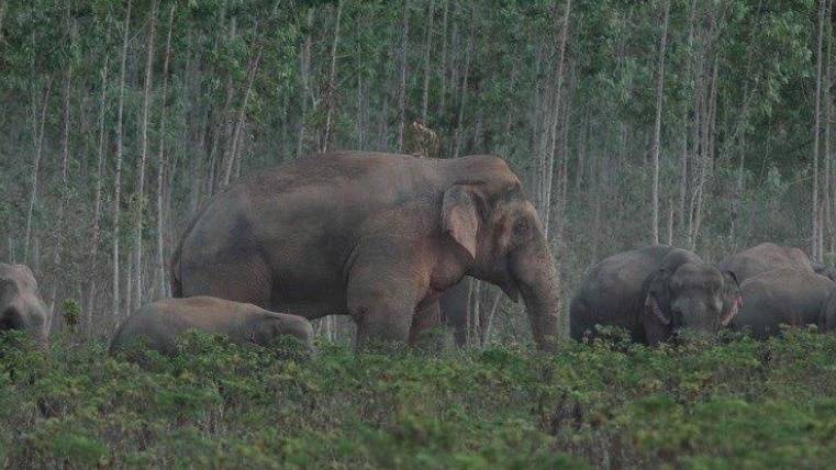 ภาพช้างป่าตะวันออก (ภาพกรมอุทยาน) 