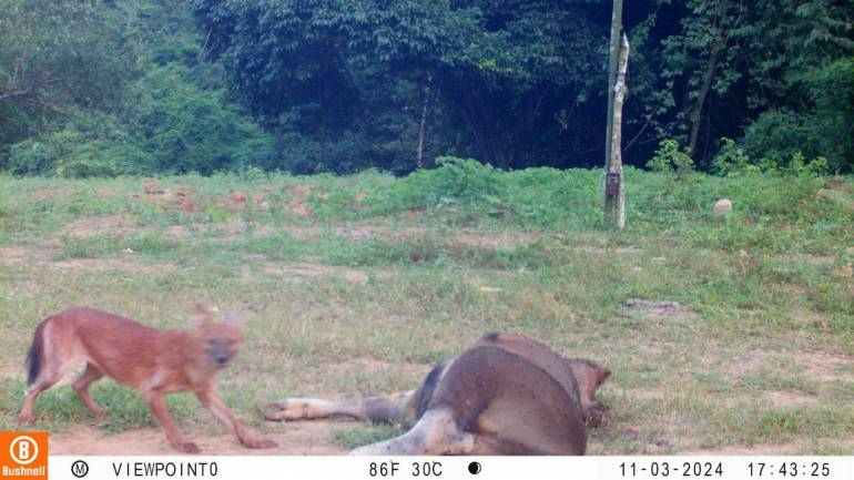 ภาพกล้องดักถ่ายภาพพบจ่าฝูงหมาในลงมากินซากกระทิงที่ล่าไว้ ในป่าแก่งกระจาน 