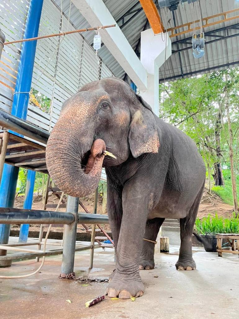 โรงพยาบาลช้าง  ใช้สเต็มเซลล์จากรกช้าง รักษาป้าวันดี ช้างป่วยภาวะตับอักเสบ (ภาพ:โรงพยาบาลช้าง ศูนย์อนุรักษ์ช้างไทย) 