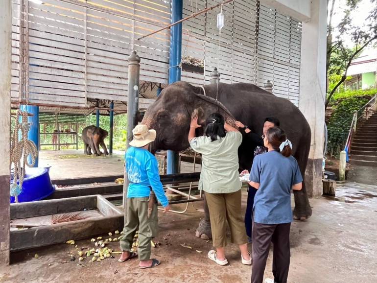 โรงพยาบาลช้าง  ใช้สเต็มเซลล์จากรกช้าง รักษาป้าวันดี ช้างป่วยภาวะตับอักเสบ (ภาพ:โรงพยาบาลช้าง ศูนย์อนุรักษ์ช้างไทย) 