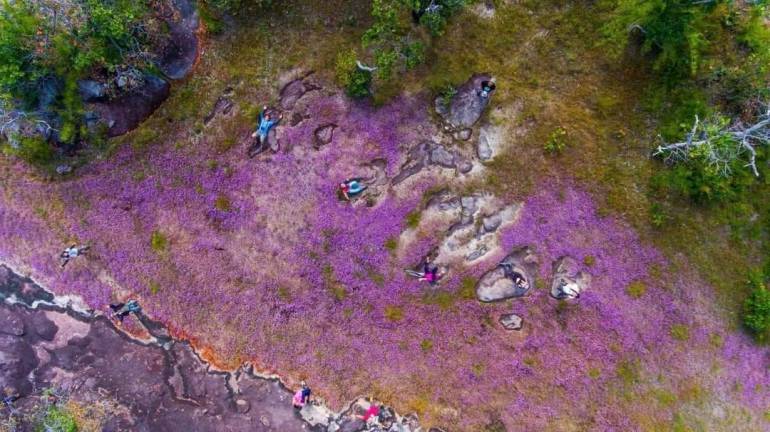 ภาพมุมสูงของทุ่งดอกไม้ป่า ที่วนอุทยานน้ำตกผาหลวง จ.อุบลราชธานี (กรมอุทยานแห่งชาติ) 