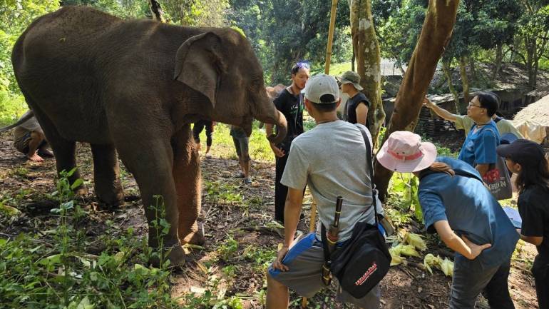 ขอบคุณภาพจากเพจ : ศูนย์อนุรักษ์ช้างไทย