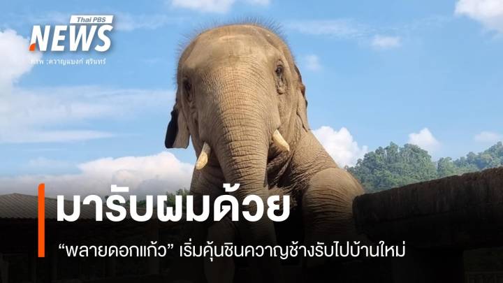 ยังไม่สำเร็จ! "พลายดอกแก้ว" รอก่อนพรุ่งนี้มารับ 