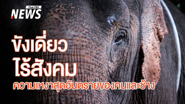 ขังเดี่ยว-ไม่มีสังคม อันตรายแค่ไหน ? ถ้าควาญต้องเข้าใกล้ "ช้าง" 