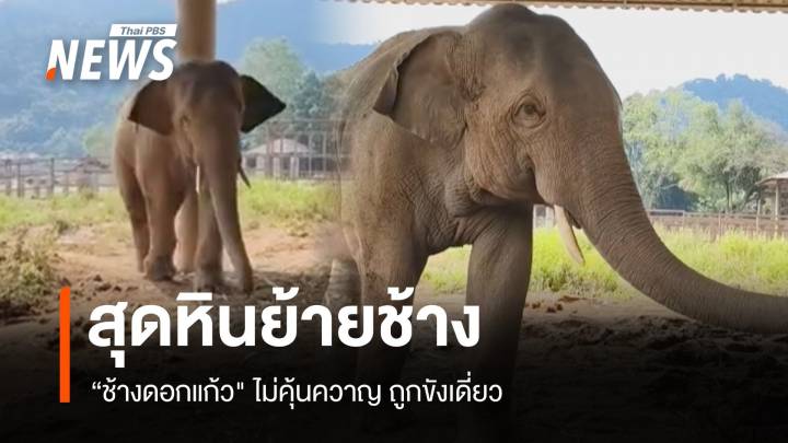 ภารกิจสุดหิน! ย้ายพลายขุนเดช-ดอกแก้ว ช้างไม่คุ้นควาญ