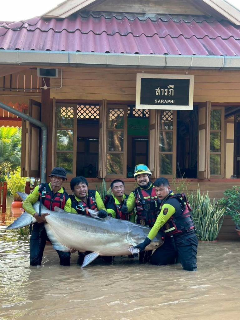 ภาพปลาบึกหนีน้ำท่วม ที่สถานีรถไฟสารภี จ.เชียงใหม่  (ภาพกองเรือกู้ชีพกู้ภัยมูลนิธิอุตรดิตถ์สงเคราะห์) 