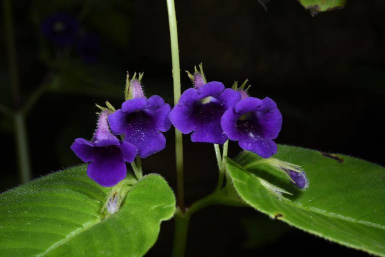 หยาดอรทัย Micrichirita orathaiae Suddee, D. J. Middleton, Tetsana & Puudjaa พบบริเวณเขาหินปูน อ.เขาชะเมา จ.ระยอง